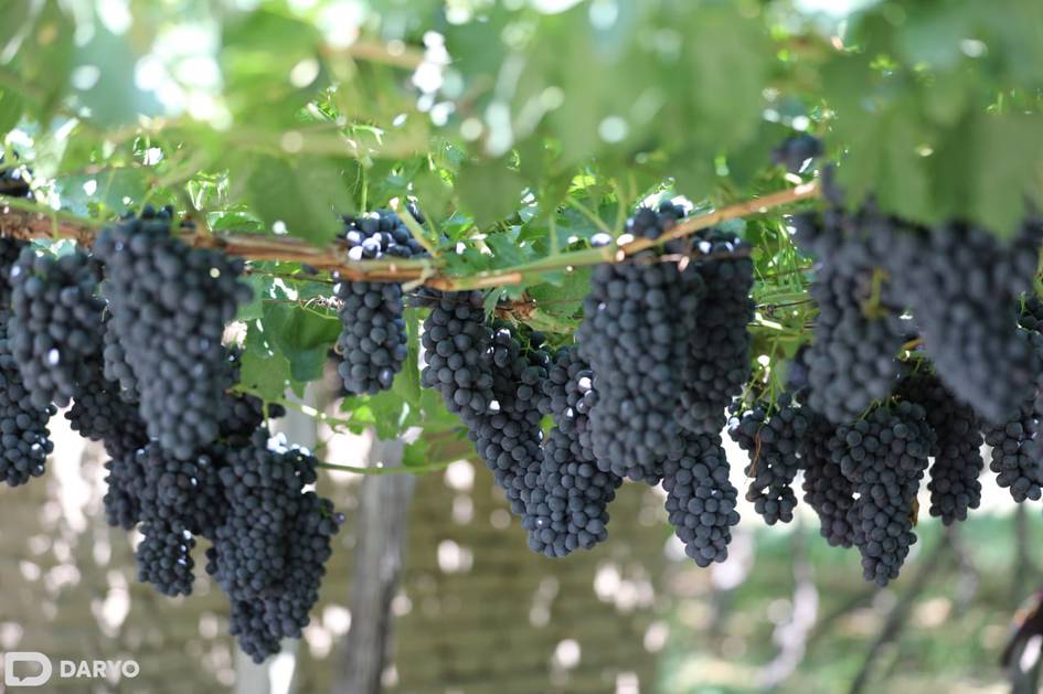 O‘zbekistonda 2026-yilda tashkil etiladigan bog‘ va uzumzorlarda 48 ming ish o‘rni yaratiladi